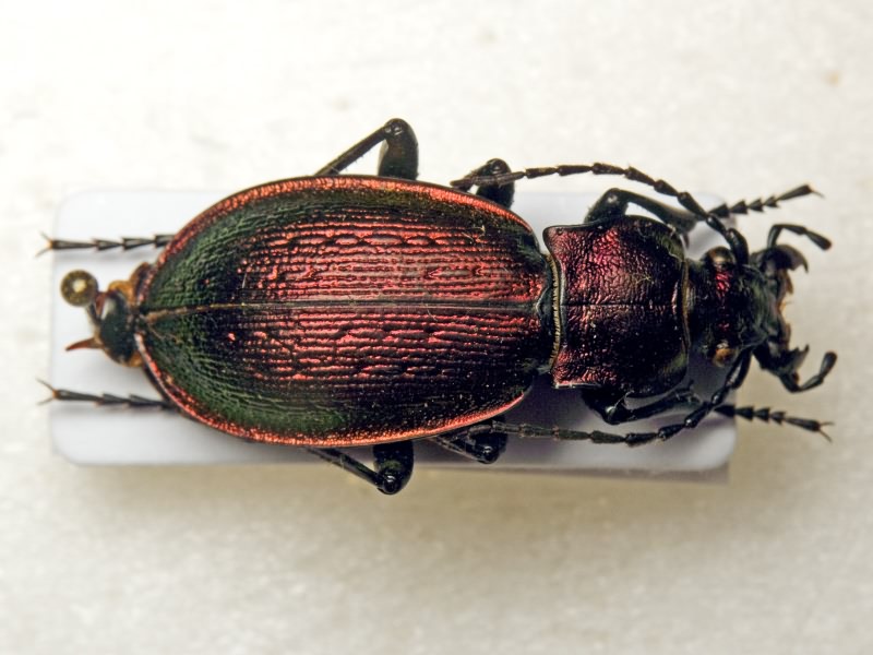 Carabus obsoletus obsoletus Sturm, 1815